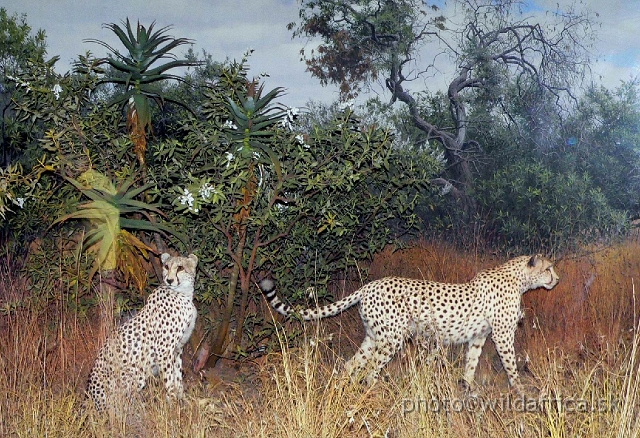 Picture 171.jpg - Cheetah pair.